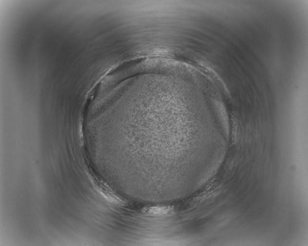 X0000066120251200603241617