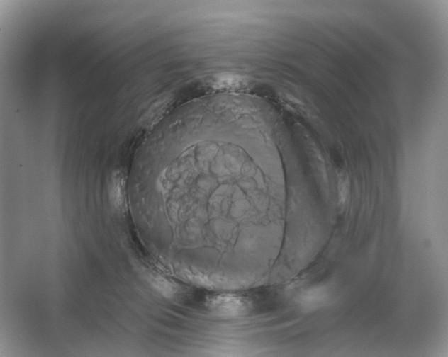 X0000066120276200603241618