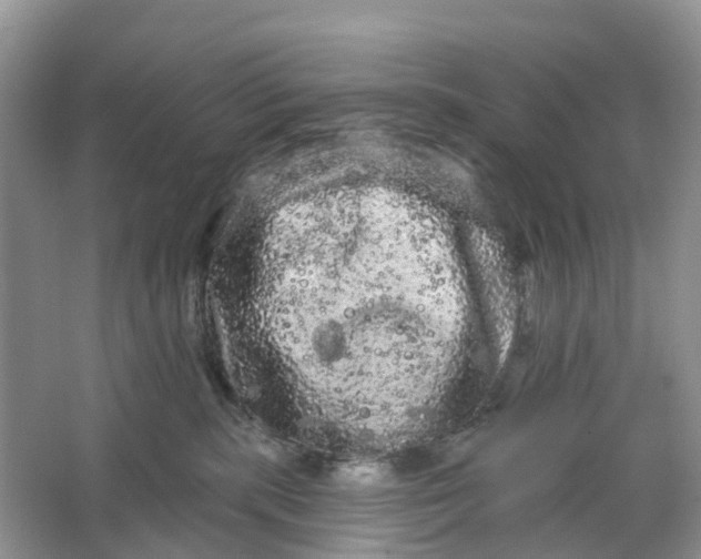 X0000066120283200603241618