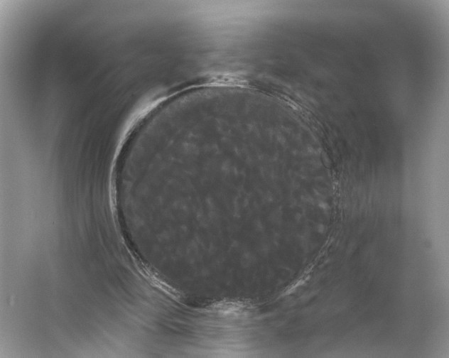 X0000066120294200603241617