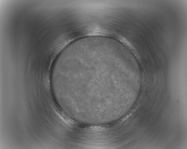 X0000066120298200603241617