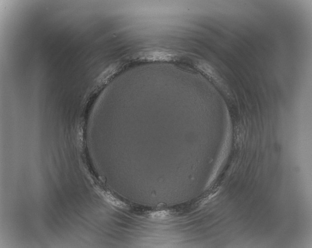 X0000066120309200603241617