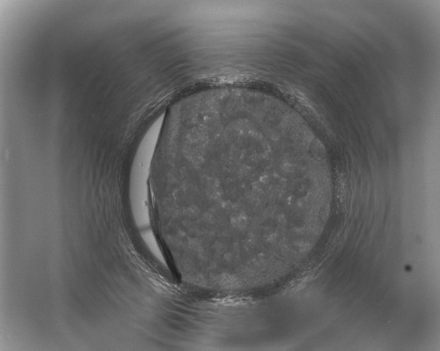 X0000066120545200603241613