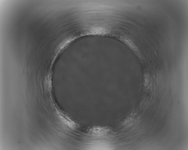 X0000066120632200603241611