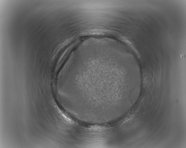 X0000066120633200603241611