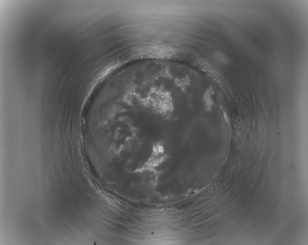 X0000066120679200603241611