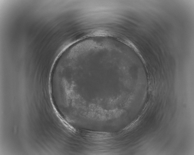 X0000066120795200603241609