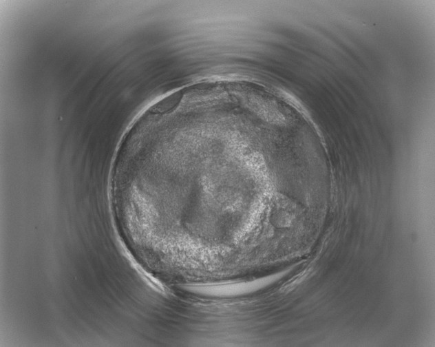 X0000066120803200603241608