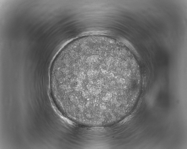 X0000066120844200603241608