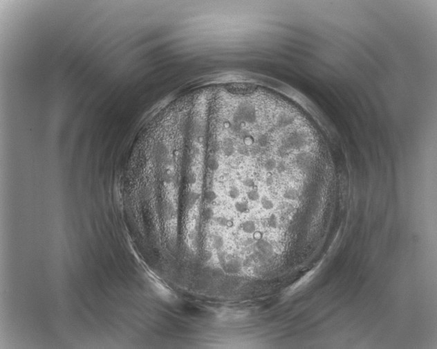 X0000066120857200603241608