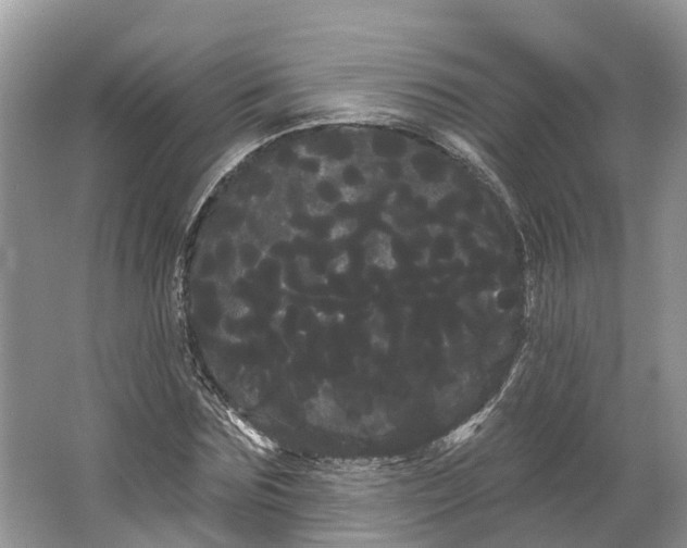 X0000066120875200603241607