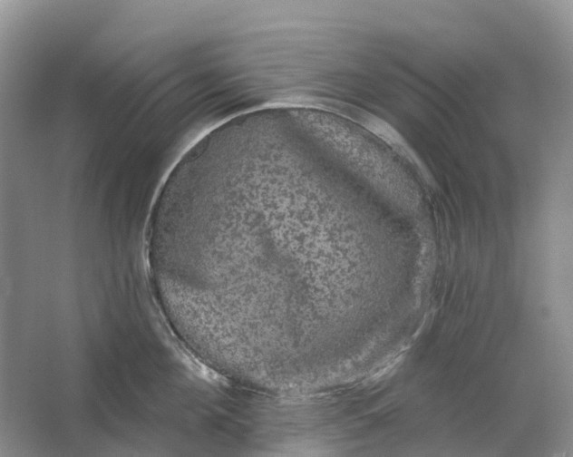 X0000066120908200603241607