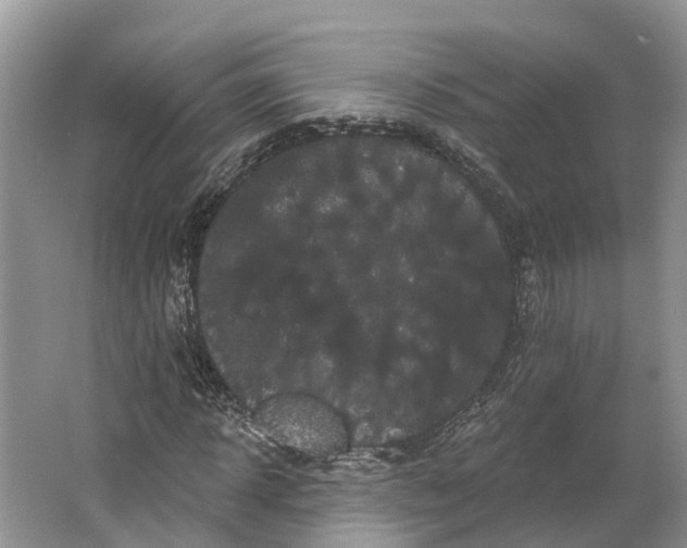 X0000066120918200603241606