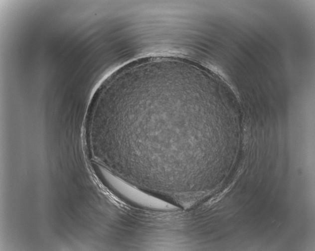 X0000066120928200603241606