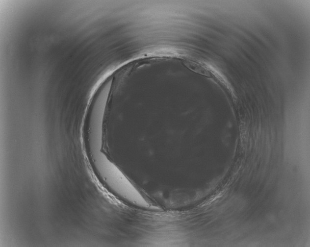 X0000066120944200603241606