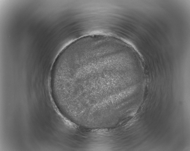 X0000066120991200603241605