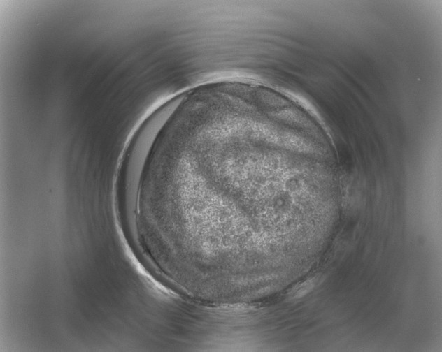 X0000066120999200603241605