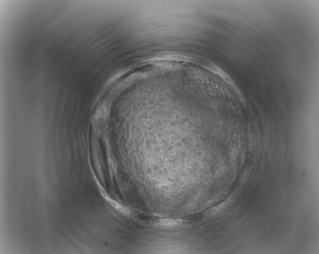 X0000066121049200603241605