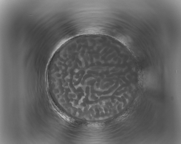 X0000066121078200603241604