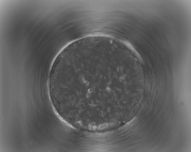 X0000066121100200603241603