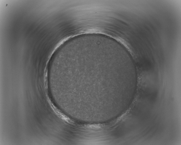 X0000066121126200603241603