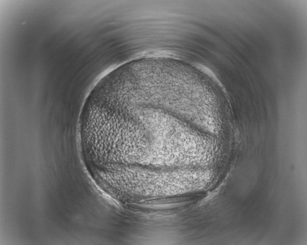 X0000066121133200603241603