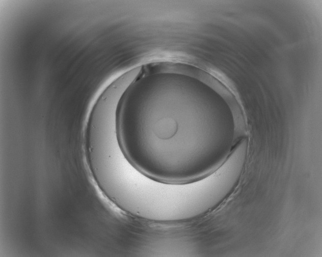 X0000066121152200603241603