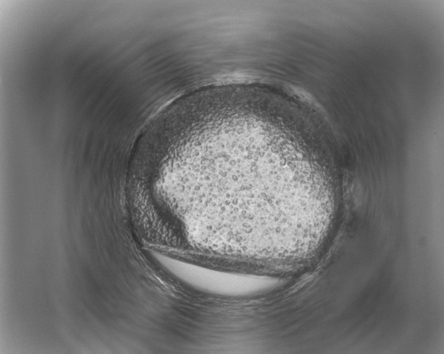 X0000066121217200603241601