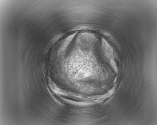 X0000066121233200603241601