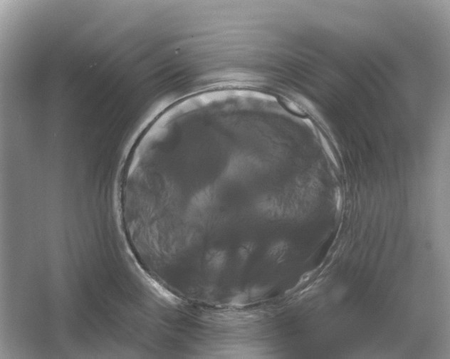 X0000066121243200603241602