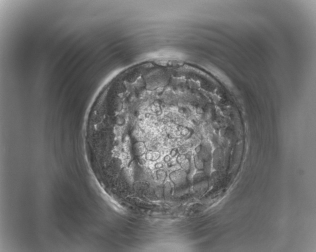 X0000066121248200603241602