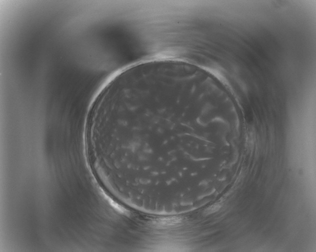 X0000066121294200603241600