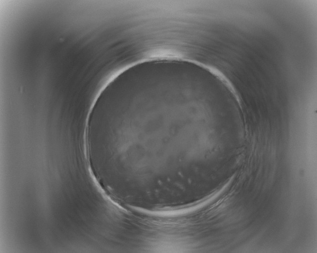 X0000066121295200603241600