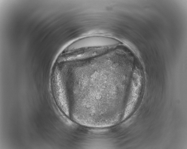 X0000066121296200603241600