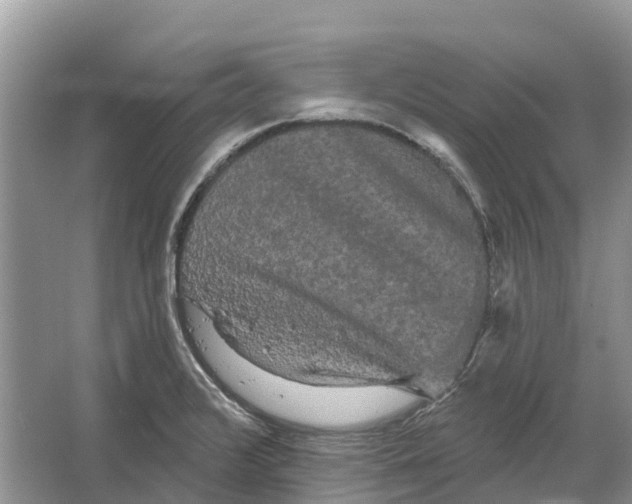 X0000066121376200603241559