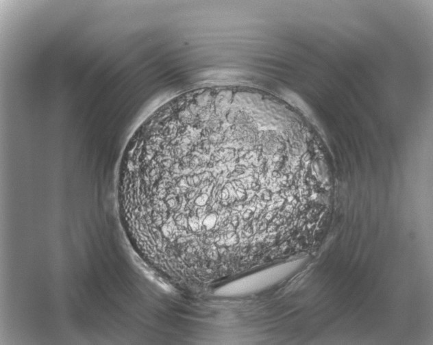 X0000066121386200603241559