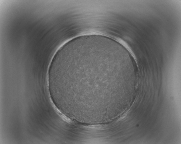 X0000066121388200603241559