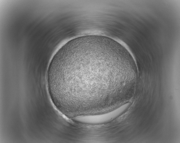 X0000066121389200603241559