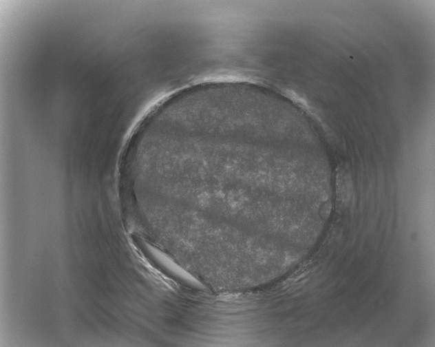 X0000066121408200603241558