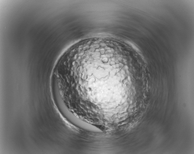 X0000066121430200603241558