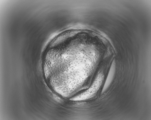 X0000066121464200603241557