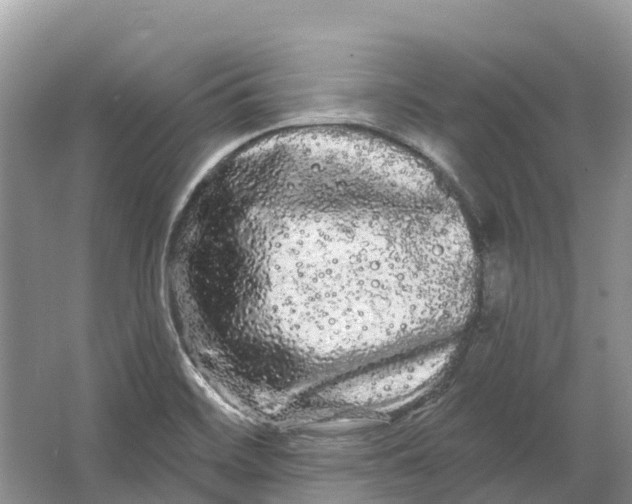 X0000066121468200603241557