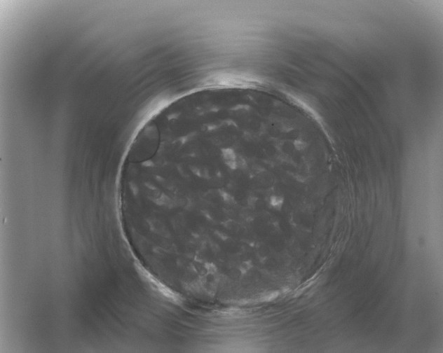 X0000066121471200603241557