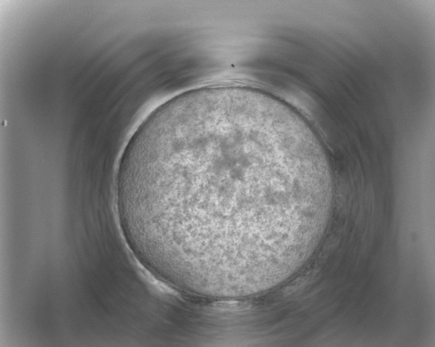 X0000066121478200603241557