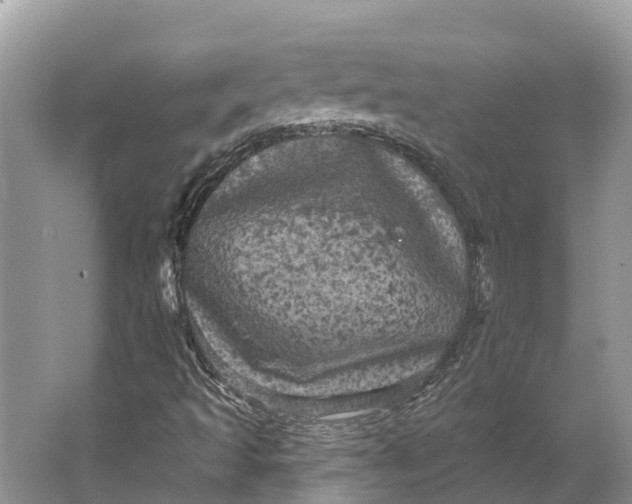 X0000066121493200603241556