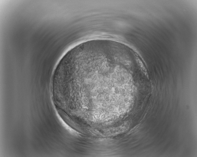 X0000066121531200603241557