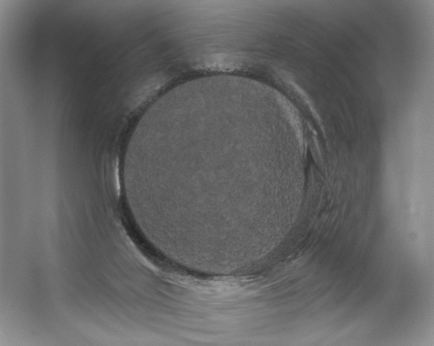 X0000066120020200603311547