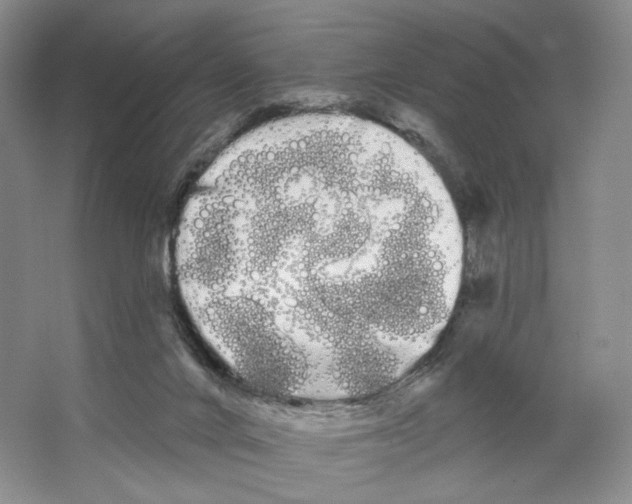 X0000066120024200603311547