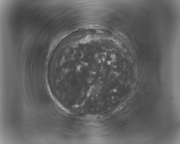 X0000066120049200603311546