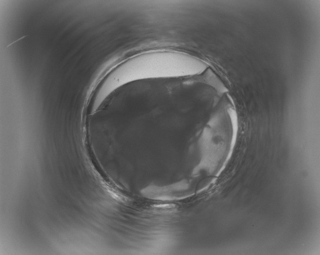 X0000066120053200603311546